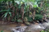 downstream.jpg