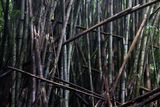 bamboo thicket.jpg