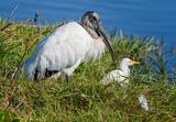 Wood Stork & Cattle Egret