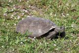 Gopher Tortoise