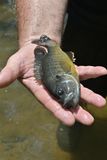 Kevin Was Holding Fish For Me To Photograph For Him