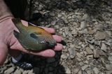 Kevin Was Holding Fish For Me To Photograph For Him