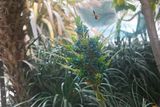 Puya alpestris Saphire pyramid plant.jpg