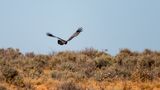 Spotted Harrier