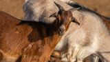 20230402-_MG_5484-CR2_DxO_DeepPRIMEXD.jpg