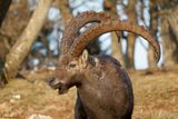Bouquetin des Alpes, Capra ibex