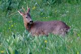 Chevreuil, Capreolus capreolus