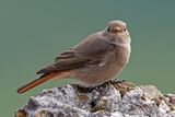Rougequeue noir, Phoenicurus ochruros