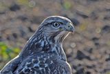 Buse variable, Buteo buteo