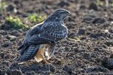 Buse variable, Buteo buteo