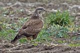 Buse variable, Buteo buteo