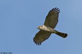 Epervier dEurope, Accipiter nisus