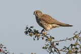 Faucon crcerelle, Falco tinnunculus
