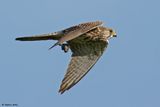 Faucon crcerelle, Falco tinnunculus