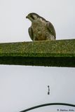 Faucon plerin, Falco peregrinus