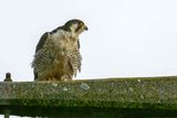 Faucon plerin, Falco peregrinus