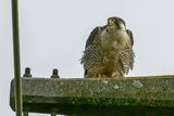Faucon plerin, Falco peregrinus
