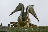 Faucon plerin, Falco peregrinus