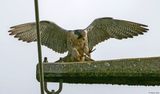 Faucon plerin, Falco peregrinus