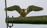 Faucon plerin, Falco peregrinus