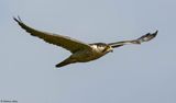 Faucon plerin, Falco peregrinus