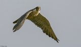 Faucon plerin, Falco peregrinus