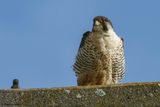Faucon plerin, Falco peregrinus