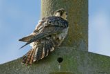 Faucon plerin, Falco peregrinus
