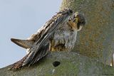 Faucon plerin, Falco peregrinus