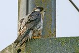 Faucon plerin, Falco peregrinus