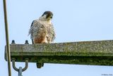 Faucon plerin, Falco peregrinus