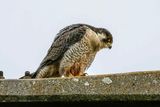 Faucon plerin, Falco peregrinus