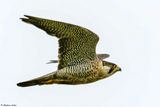 Faucon plerin, Falco peregrinus
