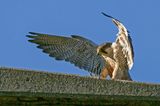 Faucon plerin, Falco peregrinus