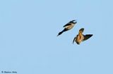Faucon plerin, Falco peregrinus