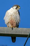 Faucon plerin, Falco peregrinus