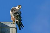 Faucon plerin, Falco peregrinus