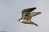 Faucon plerin, Falco peregrinus