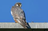 Faucon plerin, Falco peregrinus