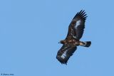 Aigle royal, Aquila chrysaetos