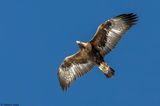 Aigle royal, Aquila chrysaetos