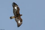 Aigle royal, Aquila chrysaetos