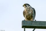 Faucon plerin, Falco peregrinus