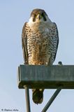 Faucon plerin, Falco peregrinus