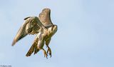 Faucon plerin, Falco peregrinus