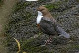 Cincle plongeur, Cinclus cinclus