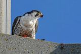 Faucon plerin, Falco peregrinus