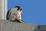 Faucon plerin, Falco peregrinus