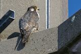Faucon plerin, Falco peregrinus