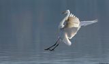 Grande Aigrette, Ardea alba